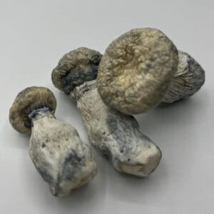Albino Penis Envy