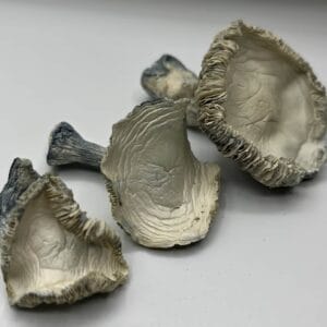 albino rollercoaster shrooms