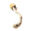 buy alacabenzi mushrooms online at psycedelic dispensary online shop. we offer discreet shipping to all locations....