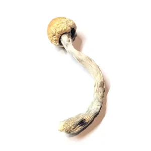 buy alacabenzi mushrooms online at psycedelic dispensary online shop. we offer discreet shipping to all locations....