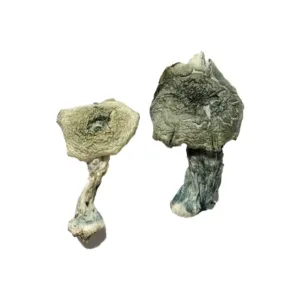 buy albino cambodian mushroom online at psychedelic dispensary online shop. we provide discreet shipping to all locations....