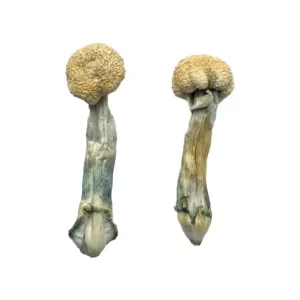 buy albino treasure coast mushroom online at psychedelic dispensary online sho. we provide discreet shipping to all locations...