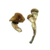 buy amazonian mushrooms online at psychedelic dispensary online shop. we provide discreet shipping to all locations..
