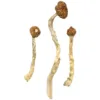 buy arenal volcano mushrooms online at psychedelic dispensary onine shop. we provide discreet shipping to all locations...