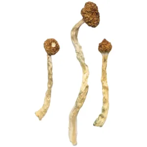 buy arenal volcano mushrooms online at psychedelic dispensary onine shop. we provide discreet shipping to all locations...