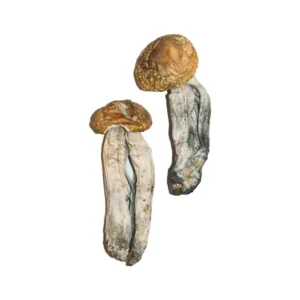 big mex mushrooms​