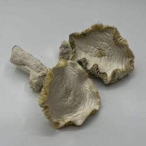 Blue Samui Mushrooms