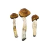 buy brazilian mushrooms​ online at psychedelic dispensary online shop. we provide discreet shipping to all locations....