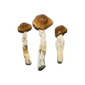 buy brazilian mushrooms​ online at psychedelic dispensary online shop. we provide discreet shipping to all locations....