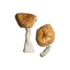 buy burmese mushrooms​ online at psychedelic dispensary online shop. we provide discreet shipping to all locations...