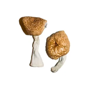 buy burmese mushrooms​ online at psychedelic dispensary online shop. we provide discreet shipping to all locations...