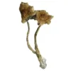 buy cambodian mushrooms online at psychedelic dispensary online shop. we provide discreet shipping to all locatioms...