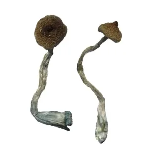 buy costa rican mushrooms online at psychedelic dispensary online shop. we provide discreet shipping to all locations...