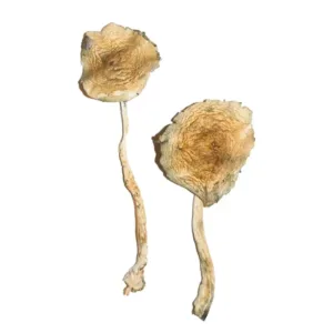 buy cuban magic mushrooms​ online at psychedelic dispensary online shop. we provide discreet shipping to all locations...