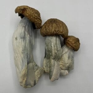DC Mac Mushrooms