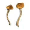Buy Daddy Long Legs Magic Mushrooms Online at psychedelic dispensary online shop. we provide discreet shipping to all locations...