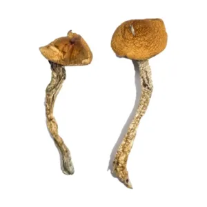 Buy Daddy Long Legs Magic Mushrooms Online at psychedelic dispensary online shop. we provide discreet shipping to all locations...