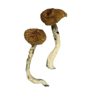 buy dancing tiger mushrooms​ online at psychedelic dispensary online shop we provide discreet shipping to all locations...