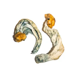 buy ecuadorian mushrooms​ online at psychedelic dispensary online shop. we provide discreet shipping to all locations...