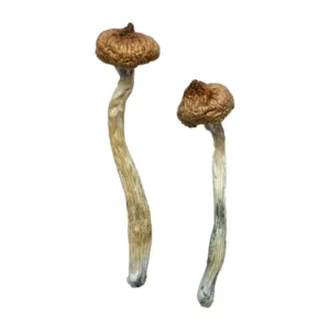 escondido mushroom strain​