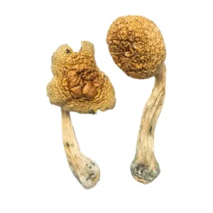 buy golden mammoth mushroom online at psychedelic dispensary online shop we provide discreet shipping to all locations...