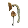 buy jedi mind fuck mushrooms​ online at psychedelic dispensary online shop. we provide discreet shipping to all locations...
