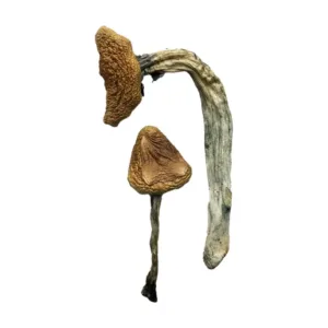 buy jedi mind fuck mushrooms​ online at psychedelic dispensary online shop. we provide discreet shipping to all locations...