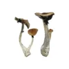 buy koh samui mushroom online at psycedelic dispensary online shop. we provide discreet shipping to all locations...