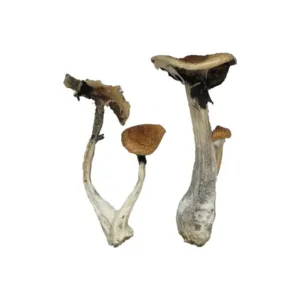 buy koh samui mushroom online at psycedelic dispensary online shop. we provide discreet shipping to all locations...