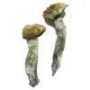 buy mazatapec mushrooms​ online at psychedelic dispensary online shop. we provide discreet shipping to all locations...