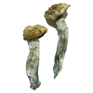 buy mazatapec mushrooms​ online at psychedelic dispensary online shop. we provide discreet shipping to all locations...