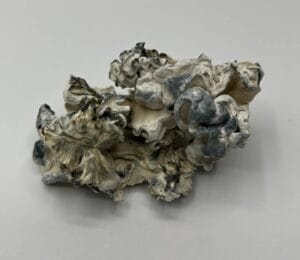 omni mushrooms, This quirky looking mushroom is a rare breed, it is believed to have emerged as a mutation from a cross between two potent Cubensis strains,...