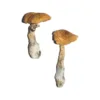buy penis envy 6 mushroom online at psychedelic dispensary online shop. we provide discreet shipping to all locations...