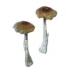 buy psilocybe aztecorum online at psychedelic dispensary online shop. we provide discreet shipping to all locations..