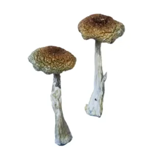 buy psilocybe aztecorum online at psychedelic dispensary online shop. we provide discreet shipping to all locations..