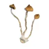buy Syzygy Mushroom (Psilocybe Cubensis, Syzygy) online at psychedelic dispensary online shop. we provide discreet sipping to all locations..