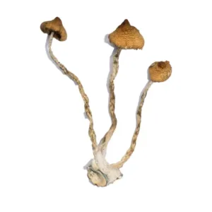 buy Syzygy Mushroom (Psilocybe Cubensis, Syzygy) online at psychedelic dispensary online shop. we provide discreet sipping to all locations..