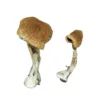 buy texas yellow cap mushroom online at psychedelic dispensary online shop. we provide discreet shipping to all locations.