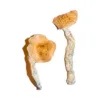 buy african transkei mushroom​ online at psychedelic dispensary online shop. we provide discreet shipping to all locations..