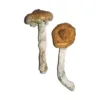 buy vietnamese mushrooms​ online at psychedelic dispensary online shop. we provide discreet shipping to all locations..