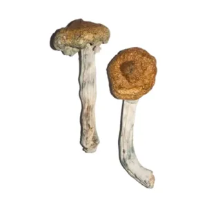 buy vietnamese mushrooms​ online at psychedelic dispensary online shop. we provide discreet shipping to all locations..
