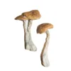 buy wavy cap mushroom​ onlone at psychedelic dispensary online shop. we provide discreet shipping to all locatins..