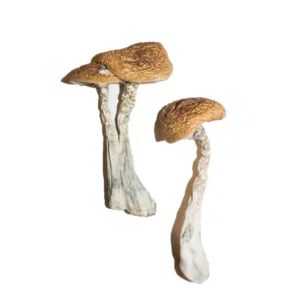 buy wavy cap mushroom​ onlone at psychedelic dispensary online shop. we provide discreet shipping to all locatins..