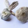 buy albino a+ mushrooms online at psychedelic dispensary online shop. we provide discreet shipping to all locations...