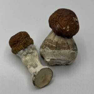 Bullrun mushroom strain