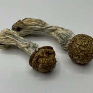 Makilla Gorilla mushroom