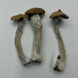 Texas Wild Mushrooms