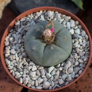 buy peyote cactus online at psychedelic dispensary online shop. we provide discreet shipping to all locations..