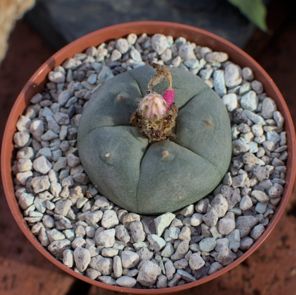 26675-Peyote-Lophophora-williamsii-4cm-1030x1027 buy peyote cactus online at psychedelic dispensary online shop. we provide discreet shipping to all locations..