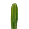 buy san pedro cactus​ online at psychedelic dispensary online shop. we provide discreet shhipping to all locations..